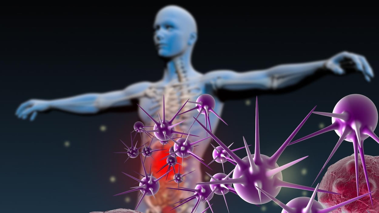 Des alliés pour le système immunitaire