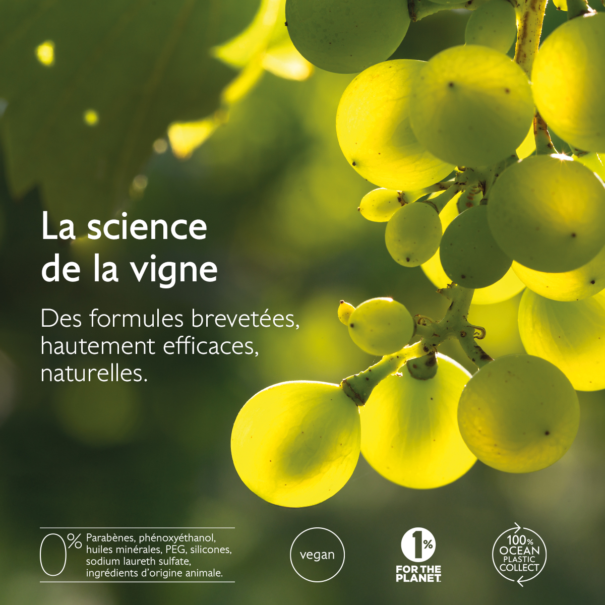 Caudalie Premier cru La Crème Riche – Image 2